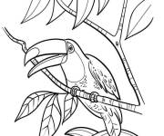 Coloriage Toucan adulte ouvrant son bec