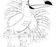 Coloriage et dessins gratuit Toucan adulte sur les branches de l'arbre en ligne à imprimer