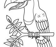 Coloriage Toucan avec bec et beaux ailes