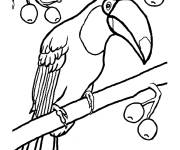Coloriage Toucan et arbre pleine de fruit