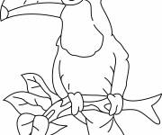 Coloriage Toucan oiseau facile