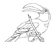 Coloriage Toucan perch&eacute; imprimable