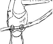 Coloriage Toucan perch&eacute; r&eacute;aliste
