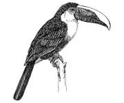 Coloriage Toucan r&eacute;aliste &agrave; t&eacute;l&eacute;charger