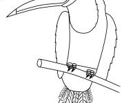 Coloriage Toucan rigolo e cartoon