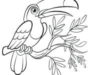 Coloriage Toucan sur branche d'arbre