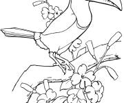 Coloriage Toucan sur l'arbre avec des beaux yeux