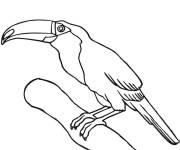 Coloriage Toucan sur une branche facile