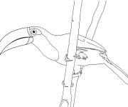 Coloriage Toucan Toco d'Am&eacute;rique de sud