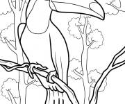 Coloriage Un gros toucan dans la jungle gratuit