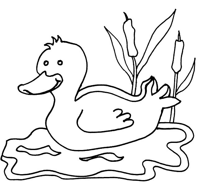 Coloriage Un Canard Dans Leau Dessin Gratuit à Imprimer