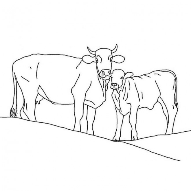 Coloriage Vache Et Son Veau Dessin Gratuit à Imprimer