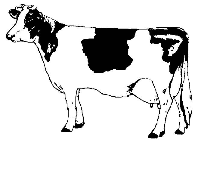 Coloriage et dessins gratuits Vache pour coloriage à imprimer