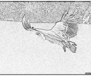 Coloriage Image d'un Vautour en noir et blanc