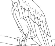 Coloriage Vautour surveille