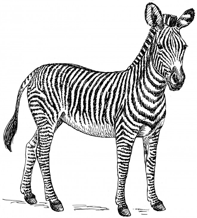 Coloriage Zebre gratuit à imprimer liste 40 à 60