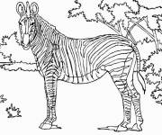 Coloriage Zèbre dans la savane