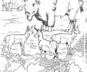 Coloriage Bisons dans le Zoo