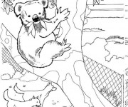 Coloriage Koala au Zoo