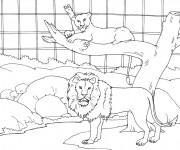 Coloriage Le Cage de Lion