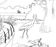 Coloriage Oiseaux dans l'eau