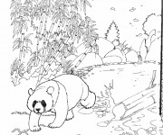 Coloriage Panda au Zoo