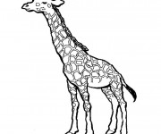 Coloriage Une Giraffe portrait