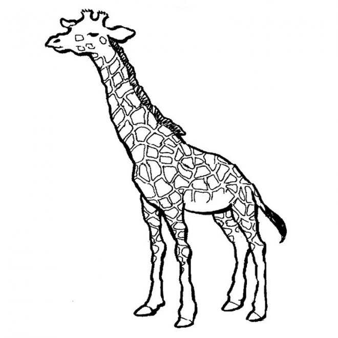 Coloriage et dessins gratuits Une Giraffe portrait à imprimer