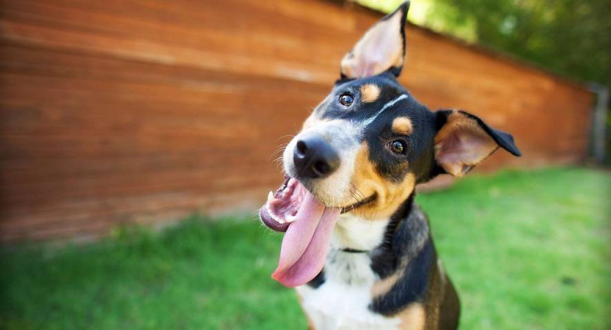 10 faits drôles sur les chiens que les enfants ne savent peut-être pas