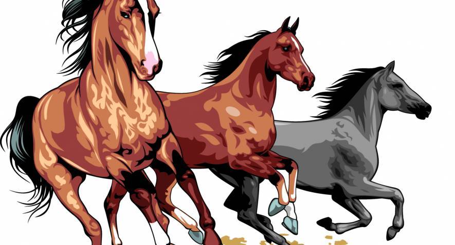 Animaux: Ce que vous devez savoir sur les chevaux!