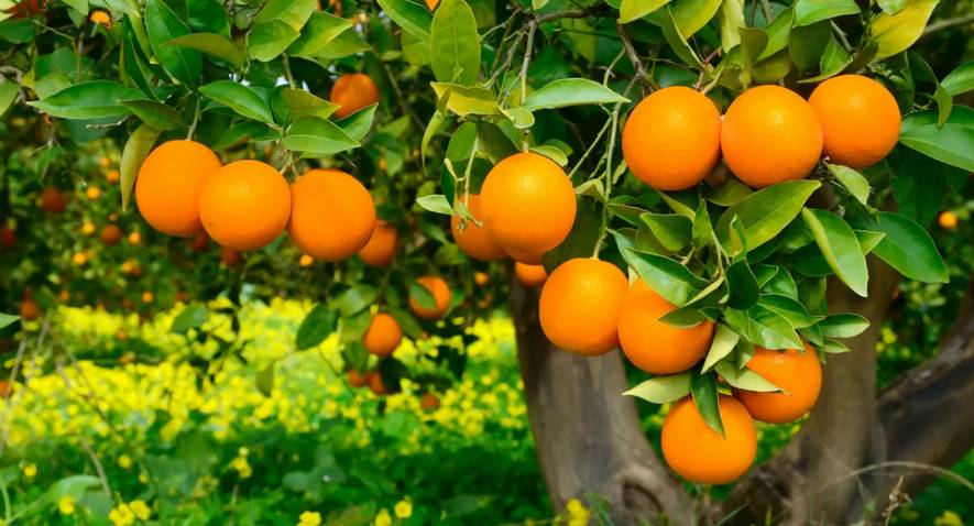 Apprendre à dessiner un arbre plus professionnellement