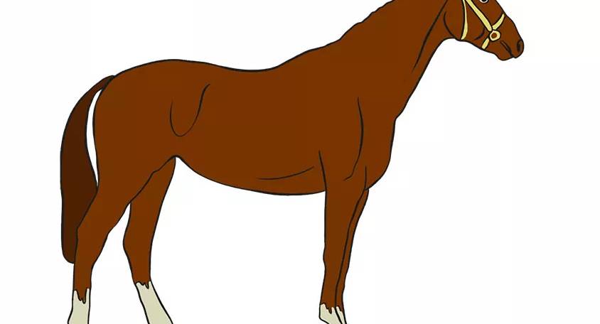 Apprendre à dessiner un cheval étape par étape
