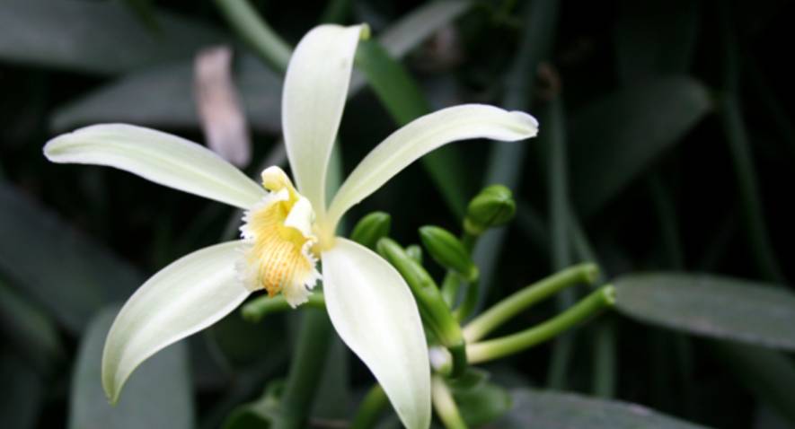 Apprenons quelques faits sur la plante de vanille!