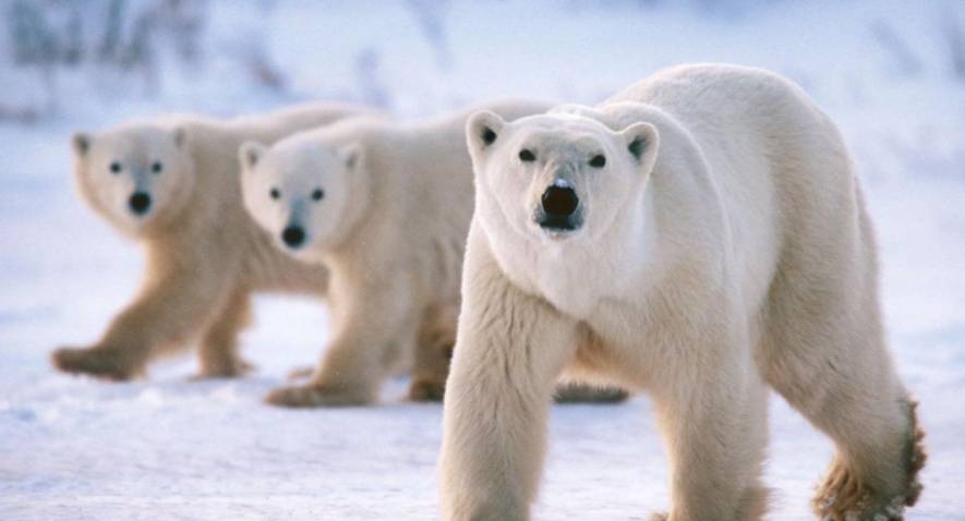 Ce qu'il faut savoir sur l'ours polaire