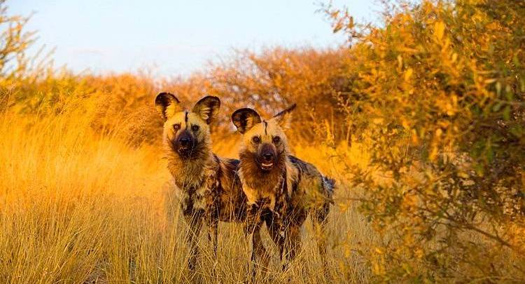 Ce qu'il faut savoir sur le chien sauvage d'Afrique