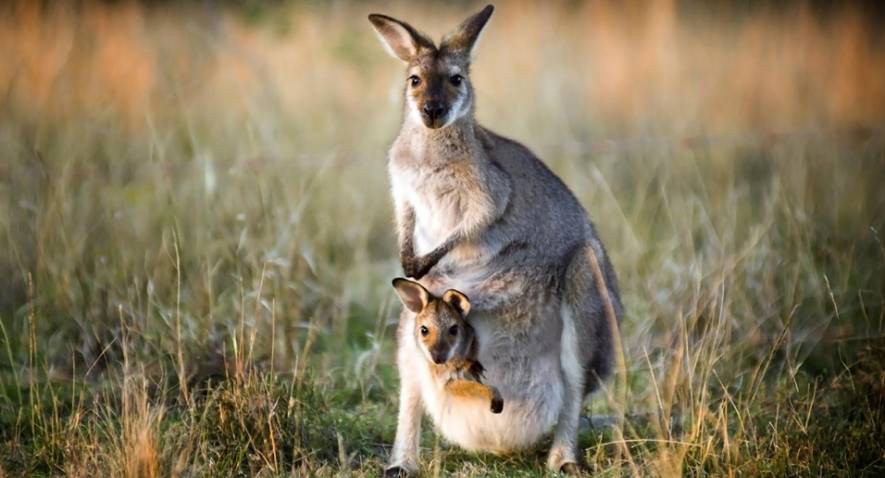 Ce que vous devez savoir sur le kangourou