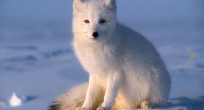 Ce que vous devez savoir sur le renard arctique