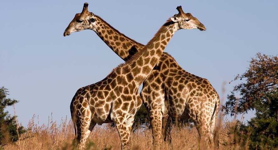 Girafes: un animal africain fascinant et grandiose!