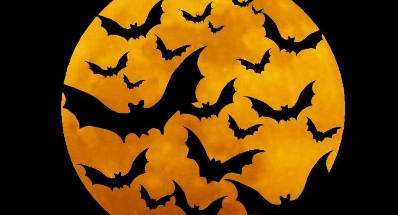 Halloween: pourquoi la chauve-souris est partout dans chaque décoration