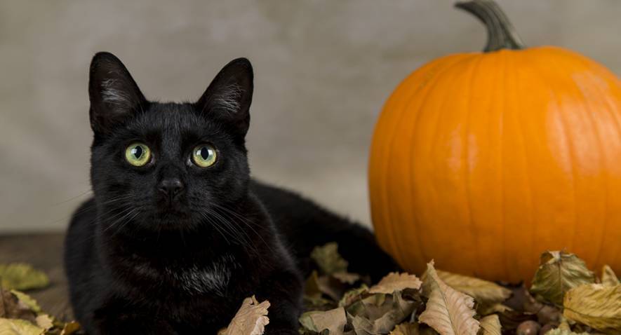 Halloween: profitez des chats noirs et des hiboux