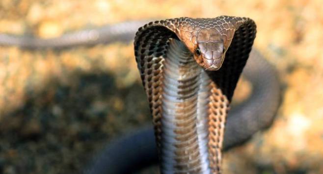 King Cobra: pourquoi craignons-nous cet animal?