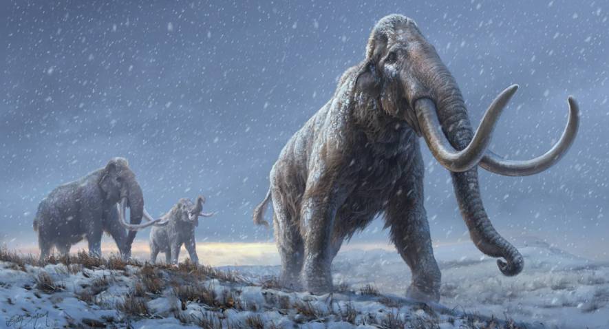 L'ADN le plus ancien du monde récupéré à partir de dents de mammouths sibériens vieilles de plusieurs millions d'années