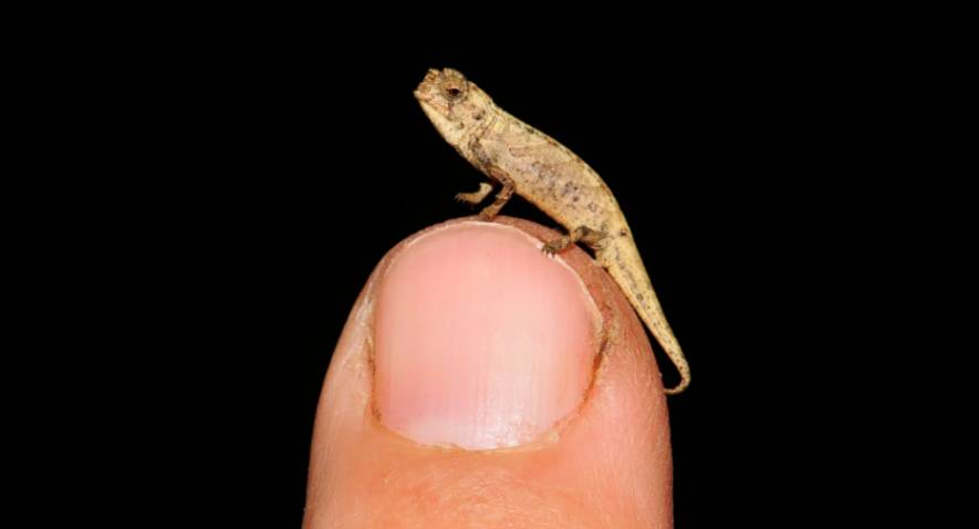 Le plus petit reptile connu au monde a à peu près la taille d'une graine de tournesol!