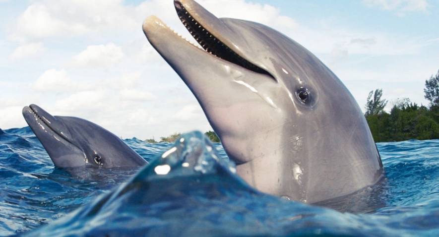 Nos enfants et la découverte des dauphins