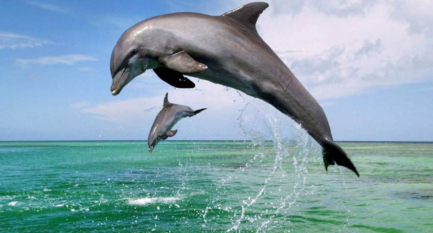 Pourquoi les dauphins mignons sont différents des autres animaux