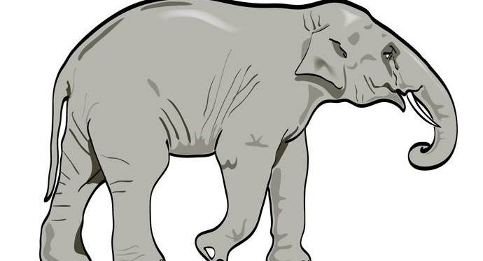 Que devrions-nous savoir sur les éléphants?