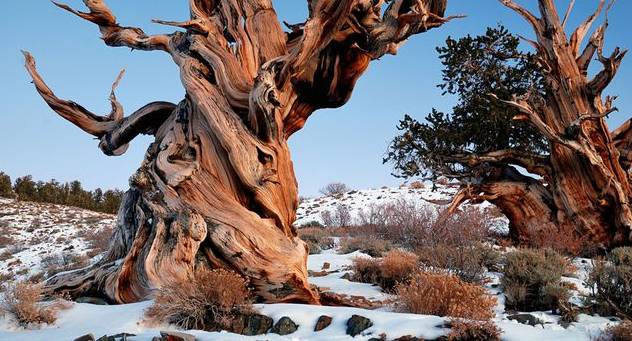 Quel est le plus vieil arbre du monde ?