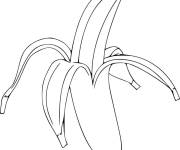 Coloriage et dessins gratuit Fruits banane des bananiers à imprimer
