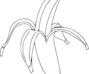 Coloriage Fruits banane des bananiers