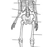 Coloriage Savez vous les noms de chaque &eacute;l&eacute;ments de notre Squelette